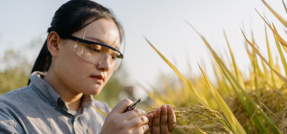 Comprobando los cultivos