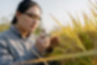 Scientist Examining Plants