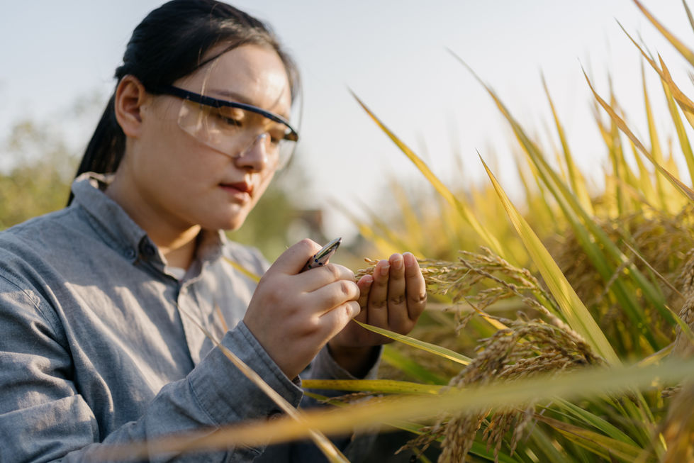 Checking the Crops