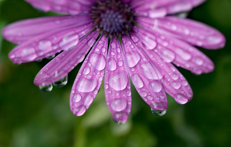 purple daisy flower covered with raindrops in Tenerife