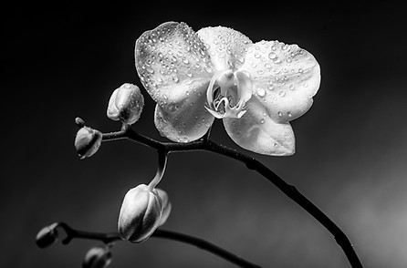 Orchid After Rain