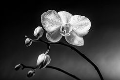 Orchid With Water Drops