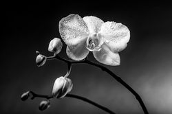 Orchid After Rain
