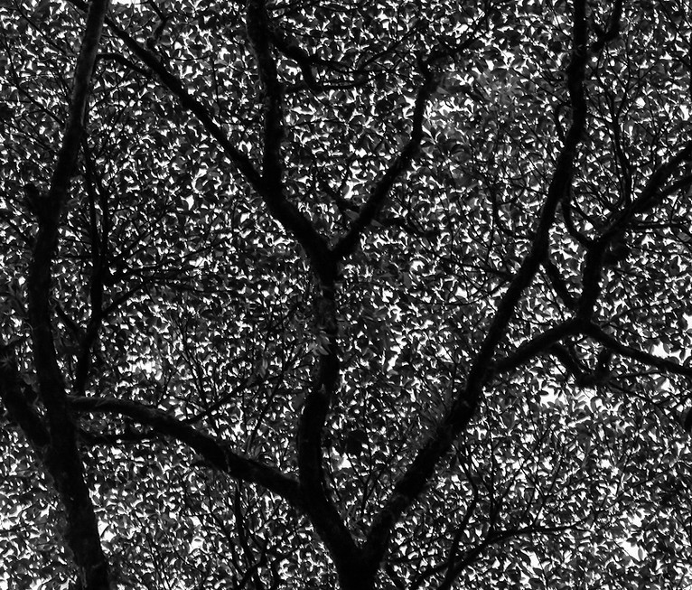 Black And White Tree
