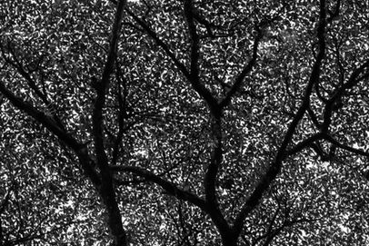 Echoes of the Forest