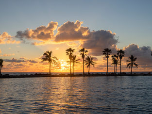 palm trees with sunset