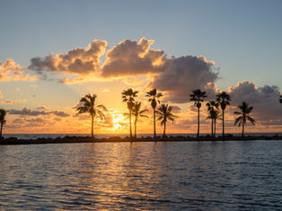 palm trees with sunset