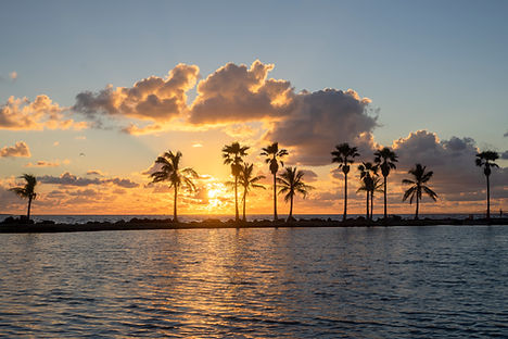 Sunset and Palm Trees