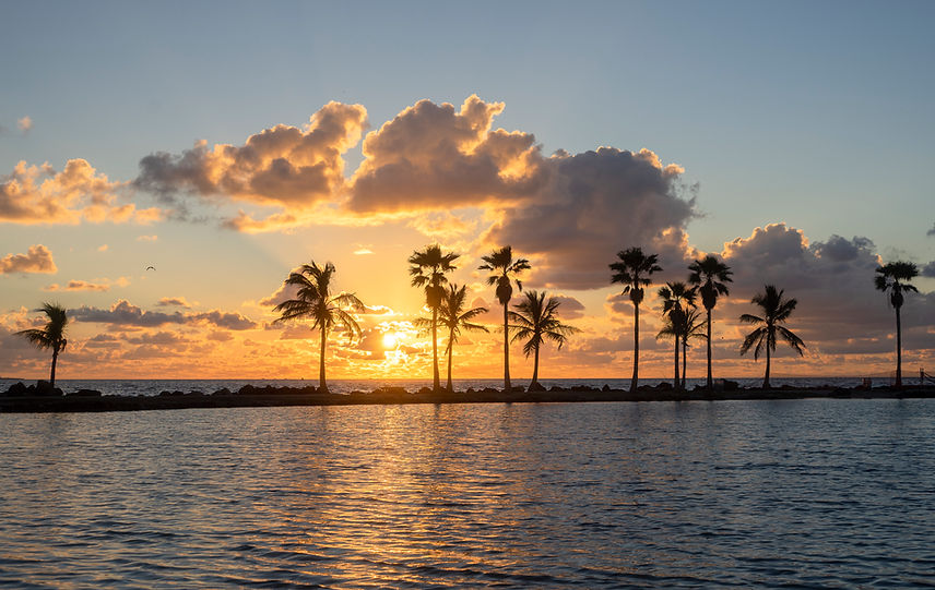 Sunset and Palm Trees