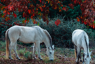 Wild Horses