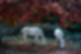 Wild Horses