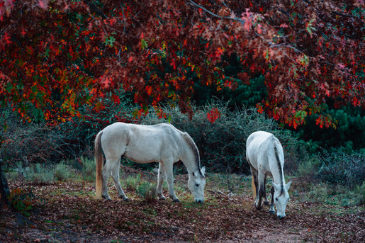 Wild Horses
