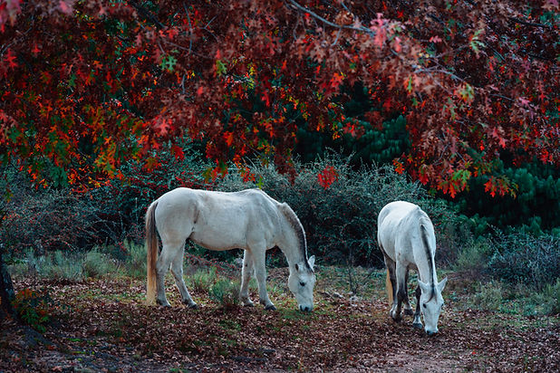 Pferde unter Blättern