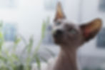 Chat qui renifle un herbe