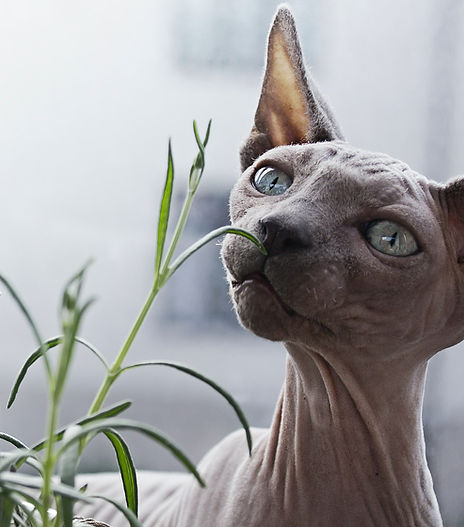 Chat