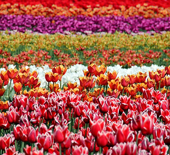Colorful Tulips