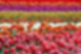 Colorful Tulips