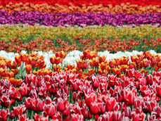 サロンドマリコの方法論:「読書領域の朗読」入門テキスト