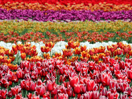 What do expats need to know about the Netherlands?