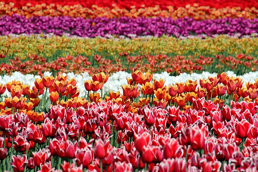 Colorful Tulips