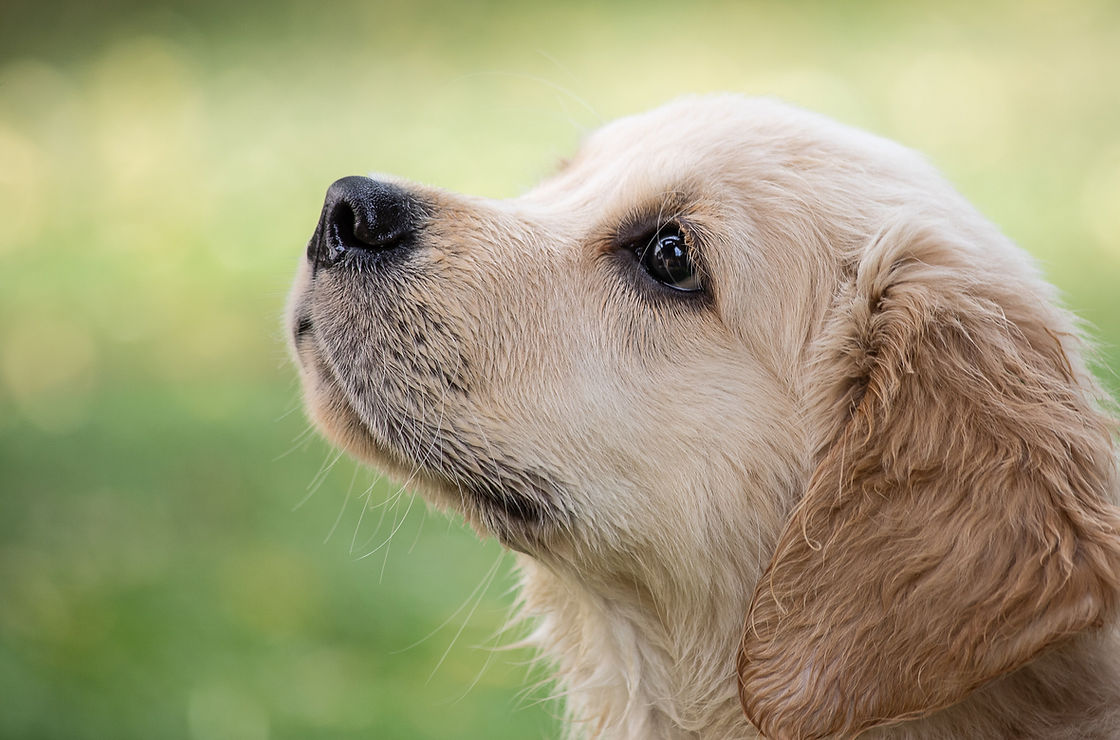 Hundeschule Nürnberg , Hundetraining Nürnberg, Hundeausbildung, Welpenschule Nürnberg und Umgebung
