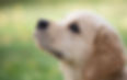Cute Puppy