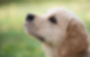 Cute Puppy