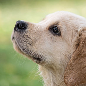 Raising a Happy, Balanced Puppy: Why Crates, Boundaries, and Bonding All Matter
