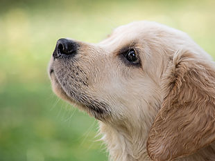かわいい子犬