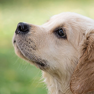 Chiot mignon