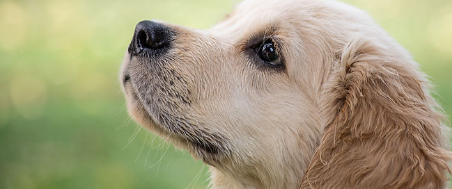 Cute Puppy