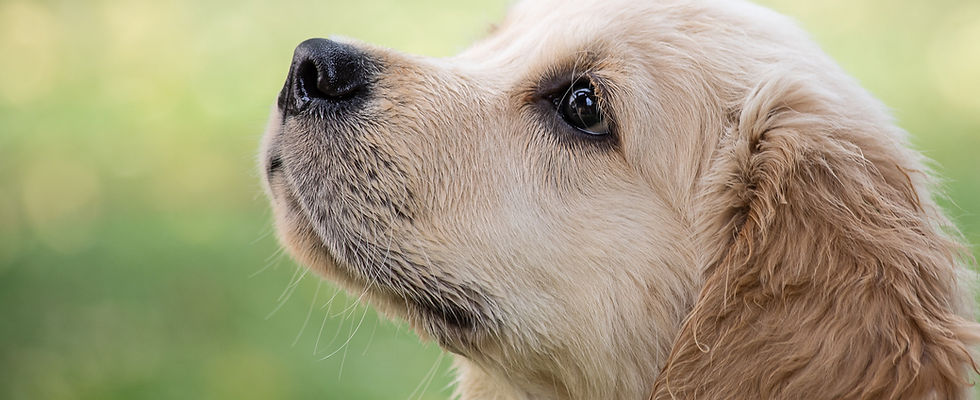 Cute Puppy