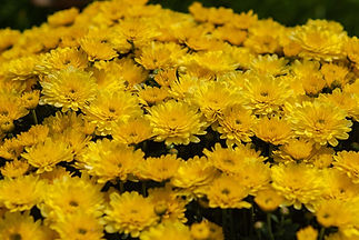 Flores amarelas
