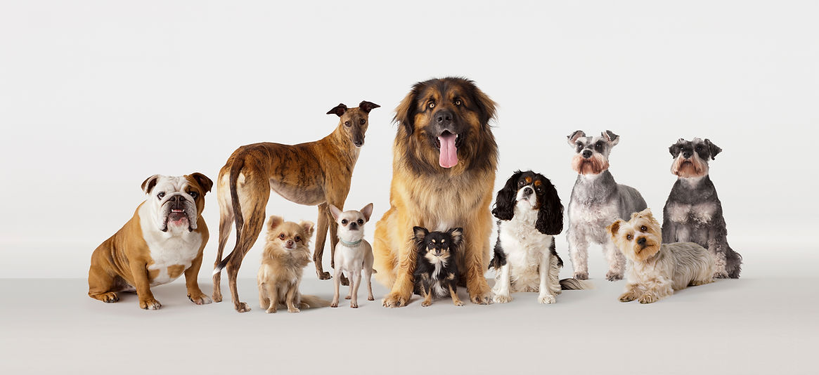 Dogs from left to right: British Boxer, Greyhound, Chihuahua, Chihuahua, Leonberger