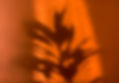 Plant Shadow Silhouette
