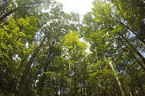 Árvores na floresta