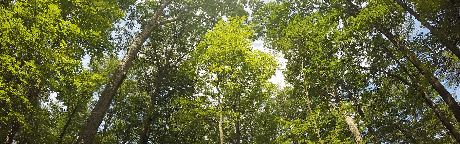 Árvores na floresta