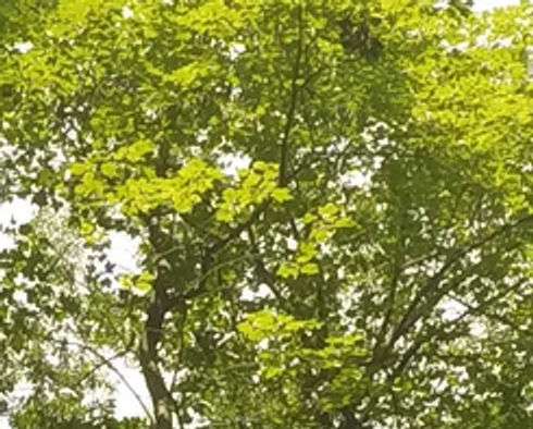 Soleil à travers les branches