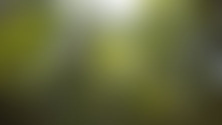 Primeira concessão de restauração com foco em créditos de carbono