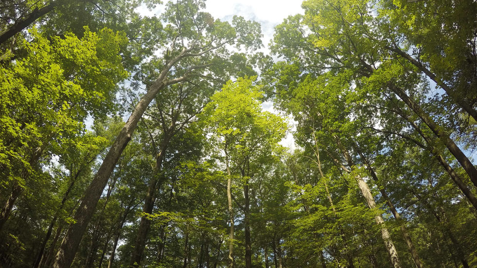 Primeira concessão de restauração com foco em créditos de carbono