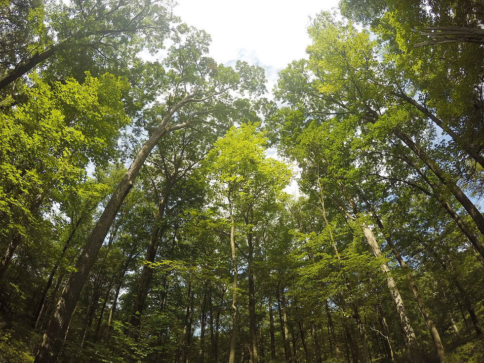 森林