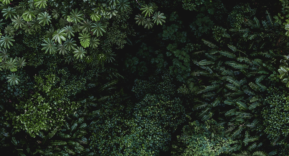 Lush Green Foliage