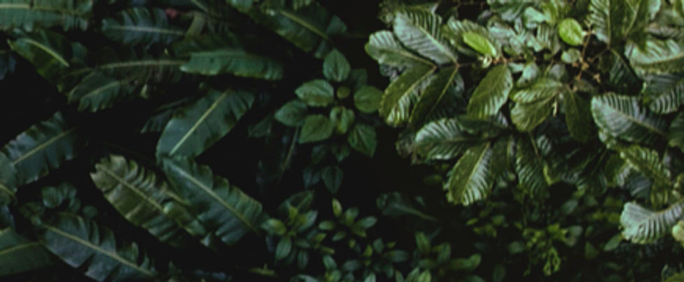 Tropical Leaves