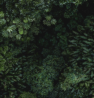 Lush Green Foliage