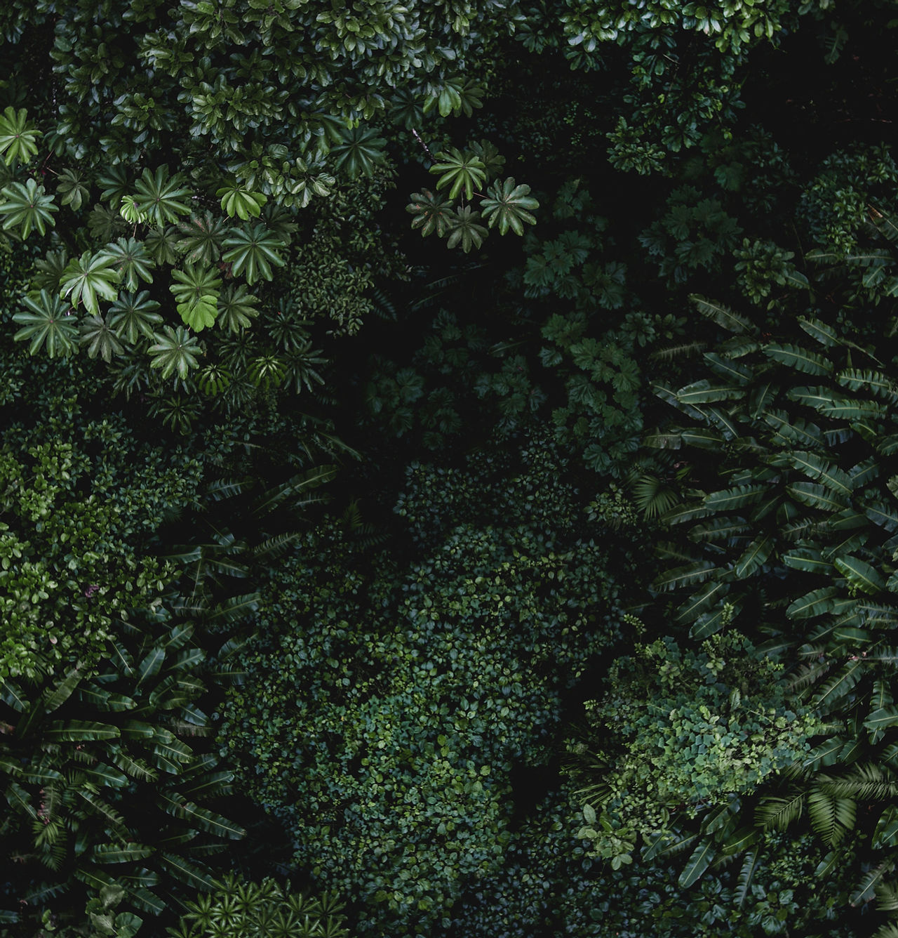 Tropical Leaves