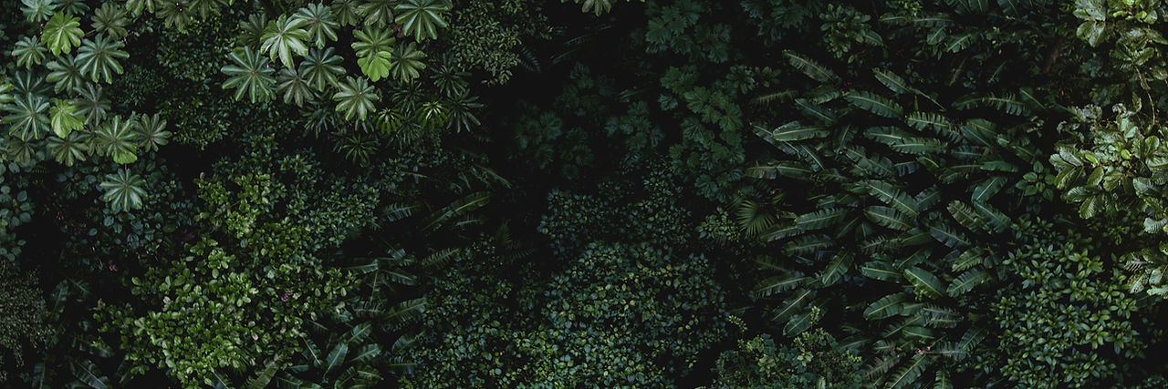 Tropical Leaves