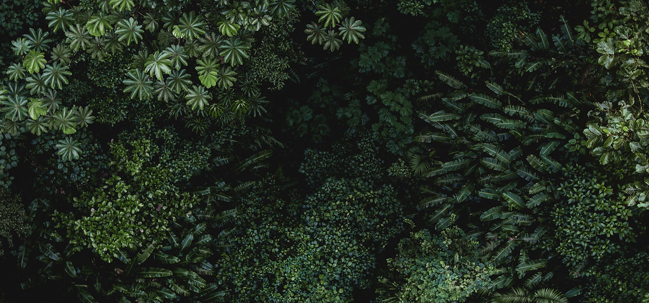 Tropical Leaves