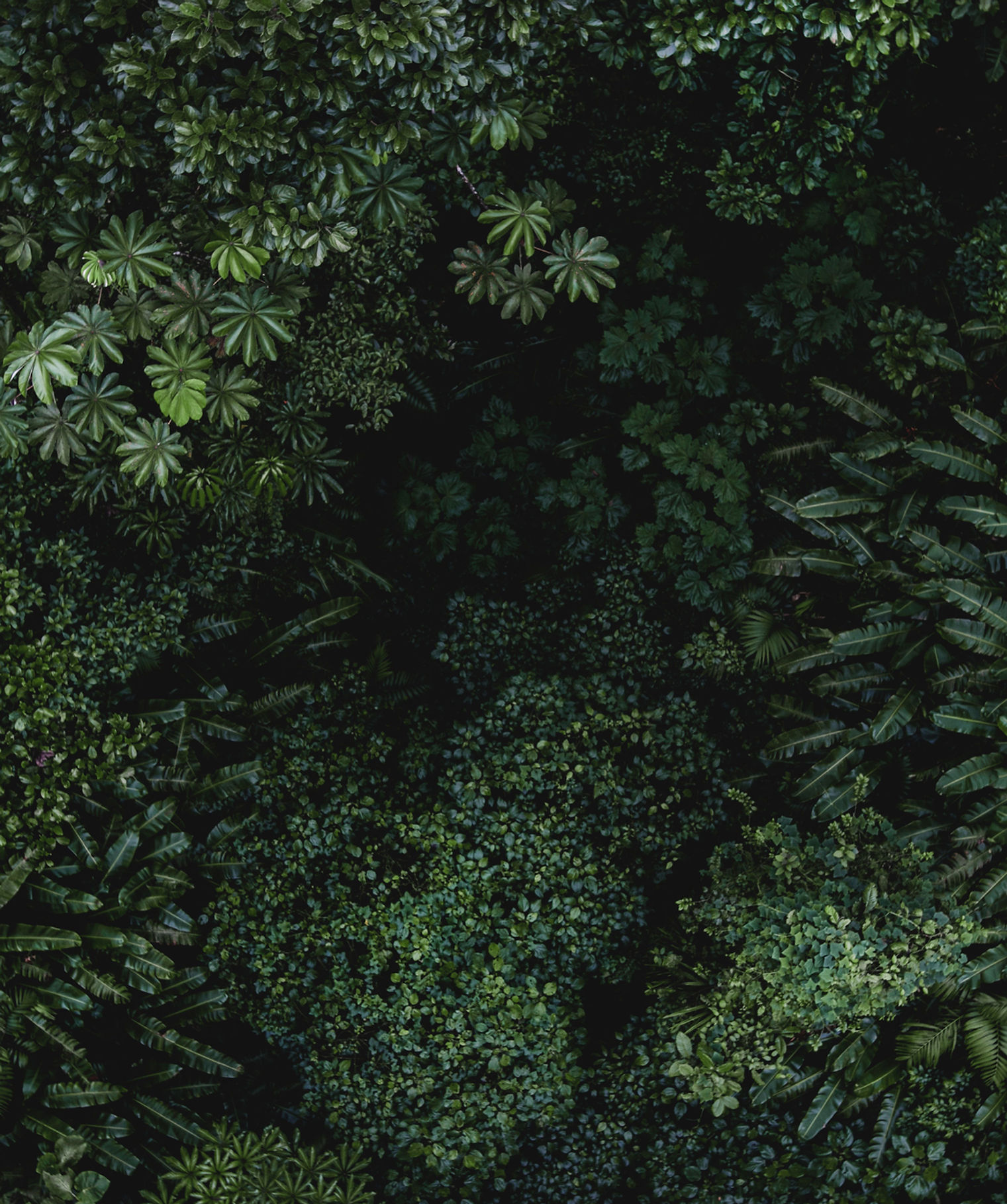 A close up of green leaves as a decorative background
