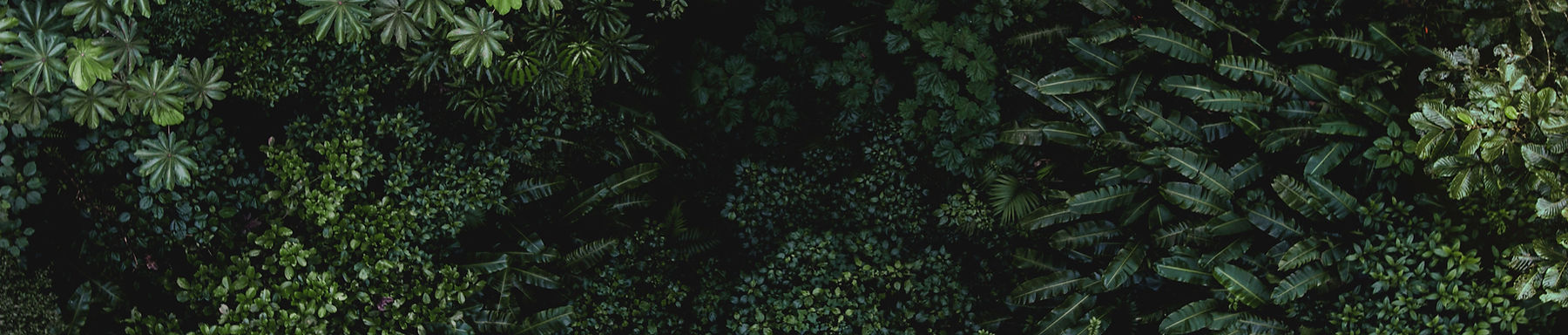 Decorative background of green leaves