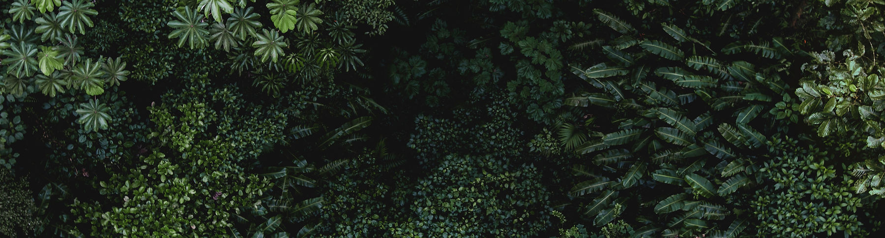 Decorative background of green leaves